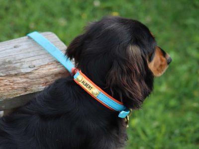 Dog Collar