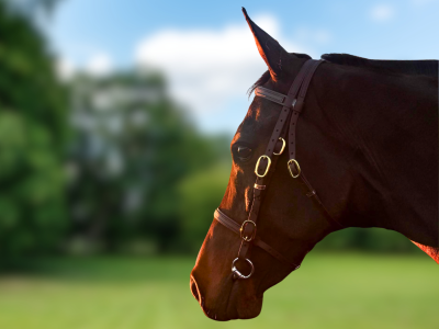 Horse Bridle