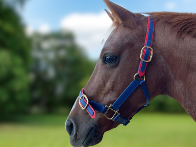 Large Pony Halter