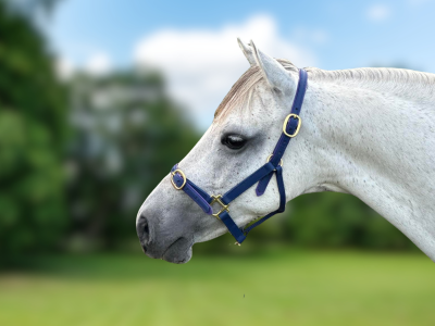 Pony Halter