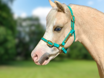 Small Pony Halter